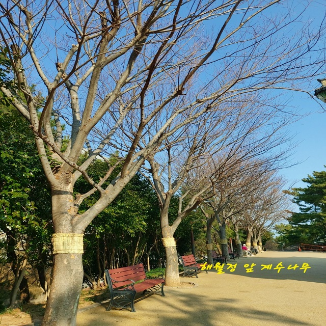 해월정 앞 계수나무